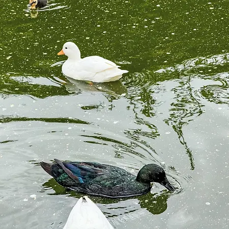 Helmreich-2 By Interhome Апартаменты